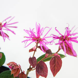 Loropetalum chinense China Pink