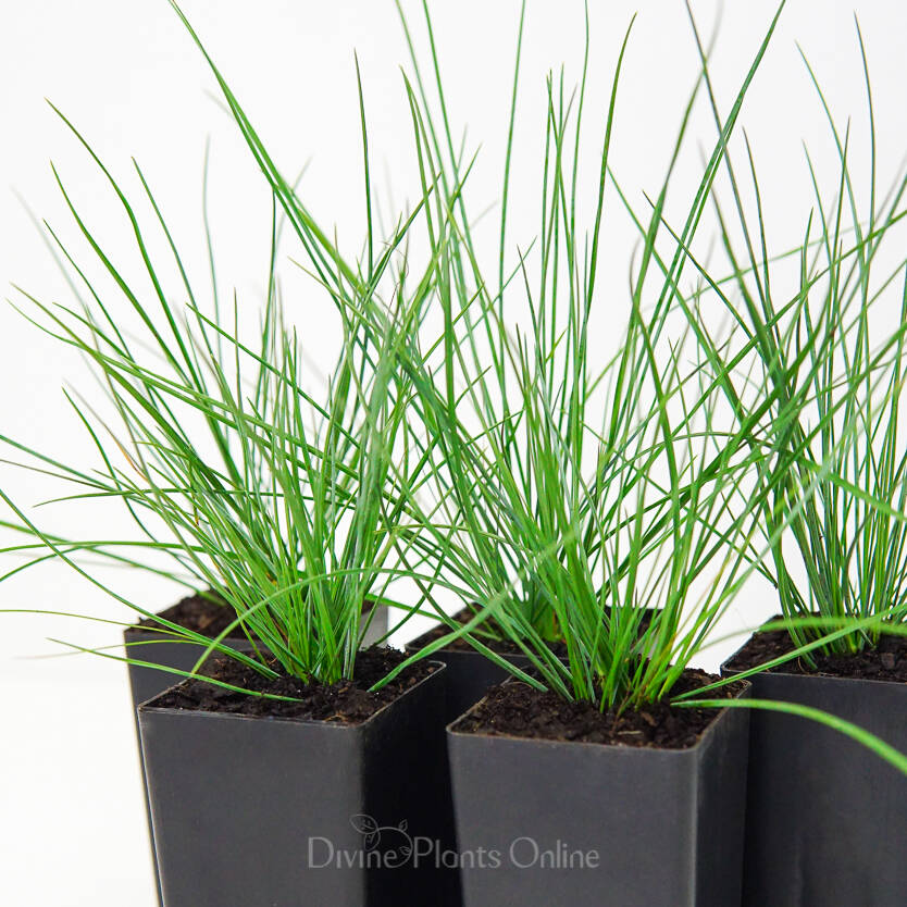 Festuca glauca