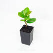 Ficus microcarpa Green Island