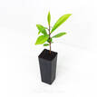 Syzygium moorei