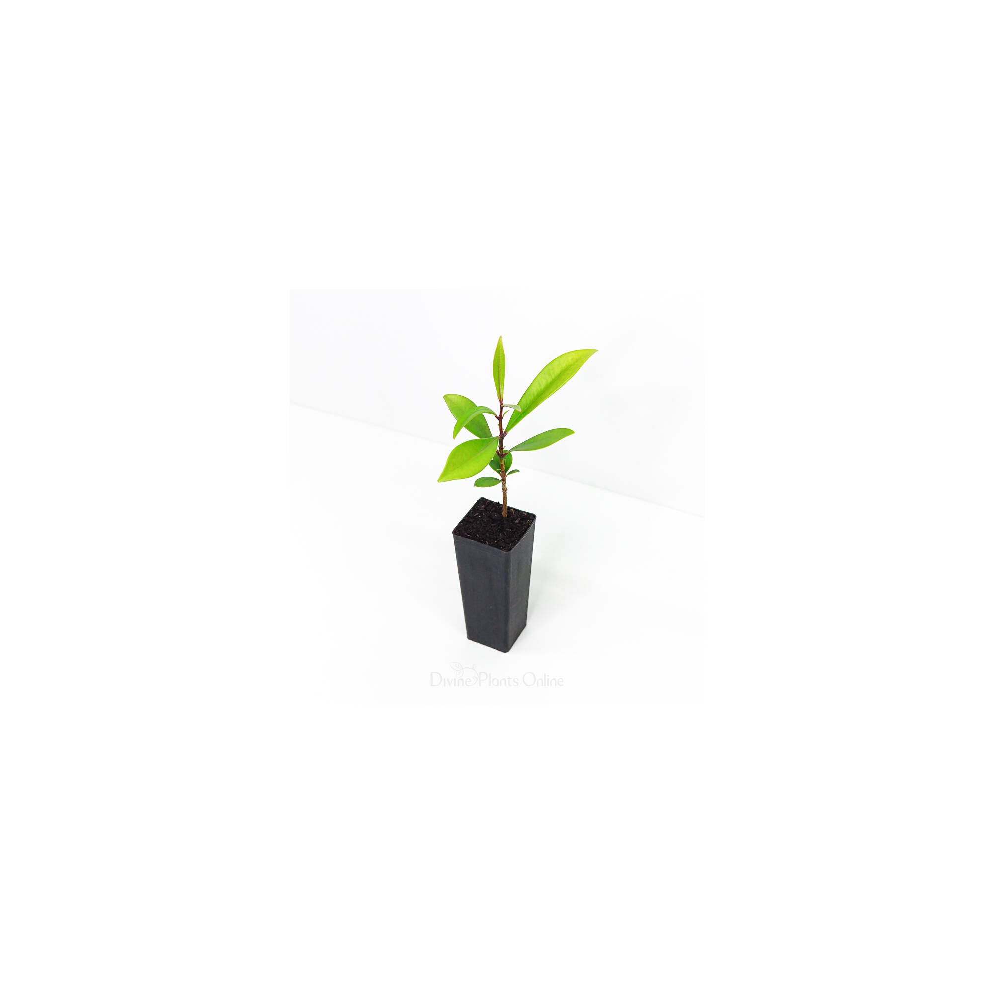 Syzygium moorei Divine Plants Online Shop