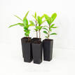 Syzygium moorei