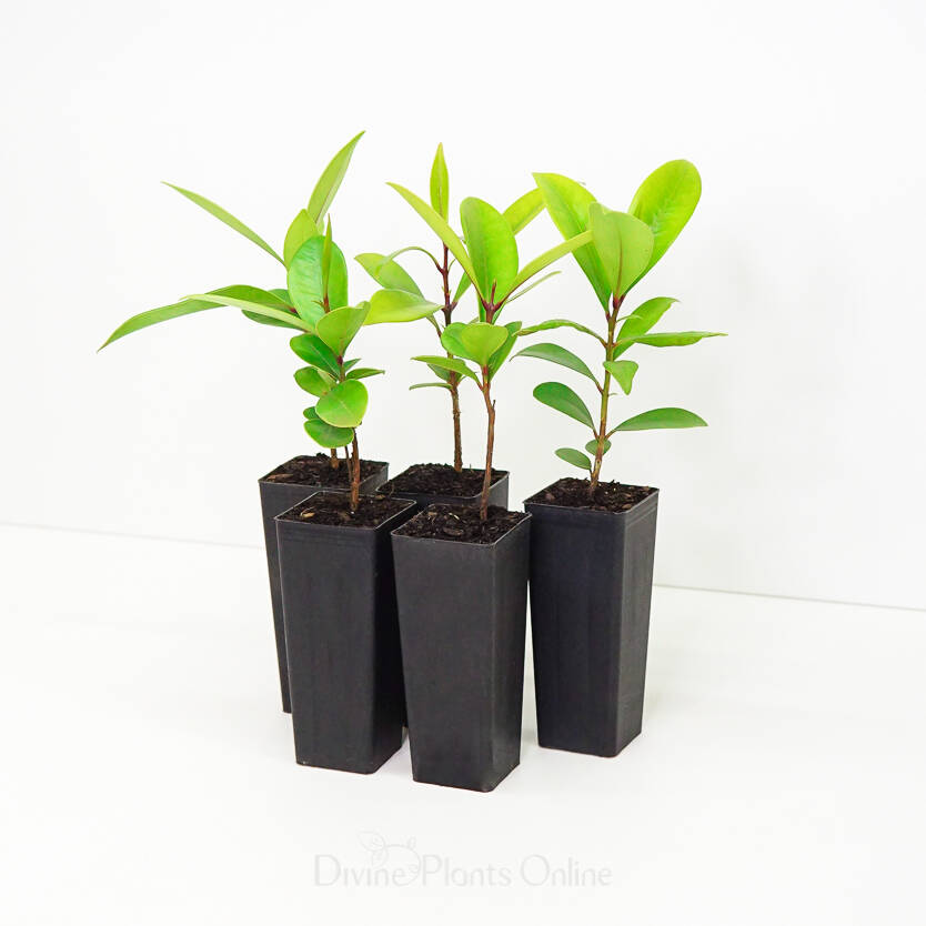 Syzygium moorei Divine Plants Online Shop