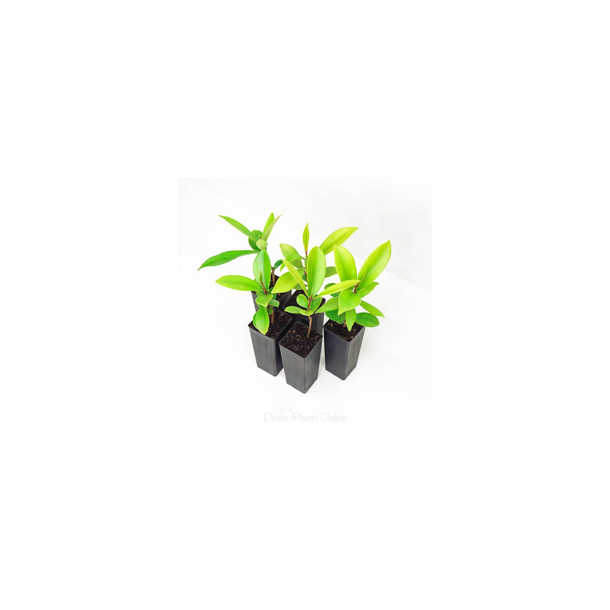 Syzygium moorei Divine Plants Online Shop