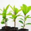 Syzygium moorei