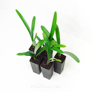 Clivea miniata "Linders Mix"