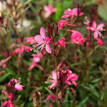 Gaura lindheimeri Pink