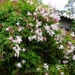 Jasminum polyanthum