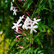 Jasminum polyanthum