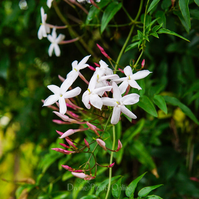 Jasminum polyanthum Divine Plants Online Shop