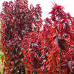 Acalypha wilkesiana Raggedy Anne