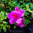 Azalea Carnival Time