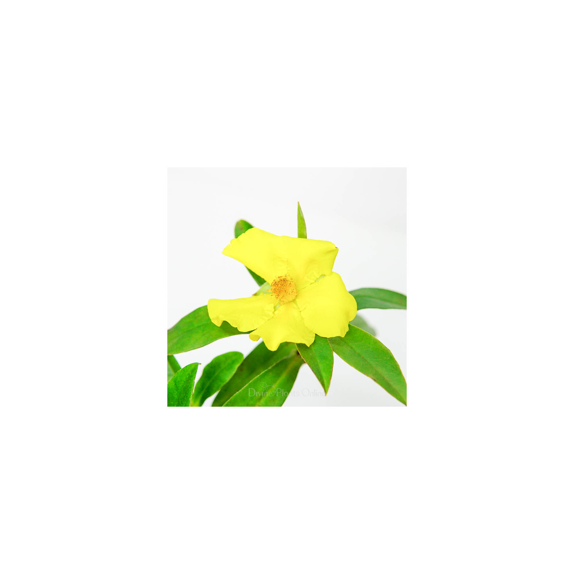 Hibbertia scandens Divine Plants Online Shop