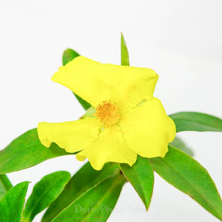 Hibbertia scandens