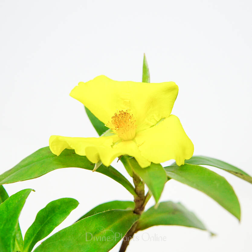 Hibbertia scandens Divine Plants Online Shop