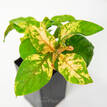 Alternanthera amoena Green & Gold