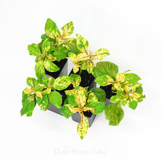 Alternanthera amoena Green & Gold