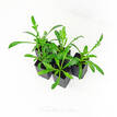 Gazania rigens New Day Strawberry Shortcake Mix