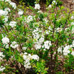 Spiraea cantoniensis lanceata