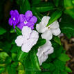 Brunfelsia latifolia compacta