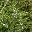 Serissa foetida Snow Leaves White