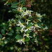 Loropetalum chinense White