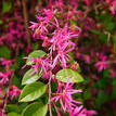 Loropetalum chinense China Pink