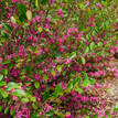 Loropetalum chinense China Pink