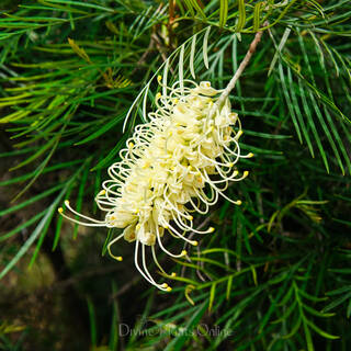 Grevillea Moonlight