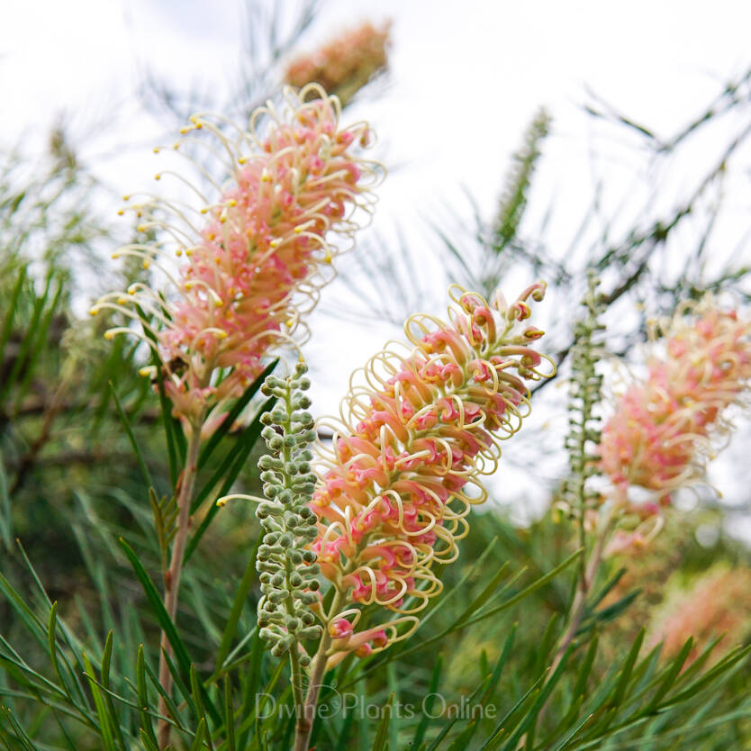 Grevillea Caloundra Gem