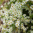Leptospermum flavescens Cardwell