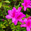 Azalea indica Magnifica