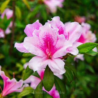 Azalea indica Exquisite