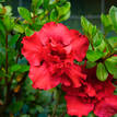 Azalea Goyet