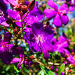 Tibouchina granulosa Jules