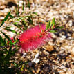 Callistemon Purple Splendens