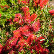 Callistemon viminalis Captain Cook