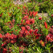 Callistemon viminalis Captain Cook