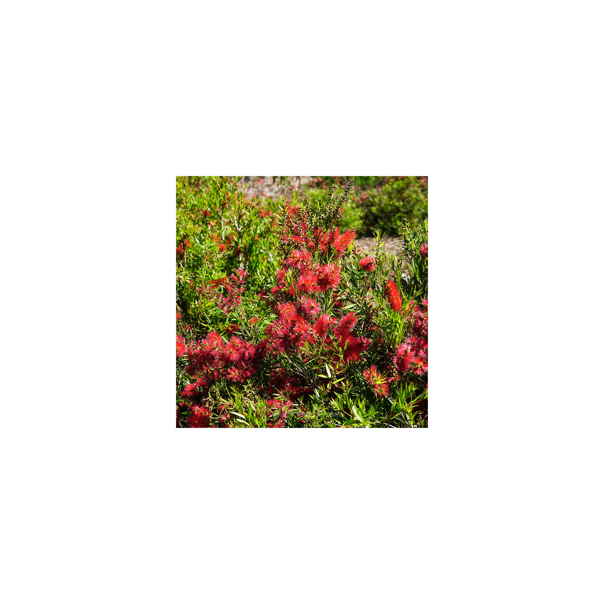 Callistemon viminalis Captain Cook – Divine Plants Online Shop