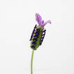 Lavandula stoechas Avonview