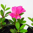 Azalea indica Elizabeth Lawrence