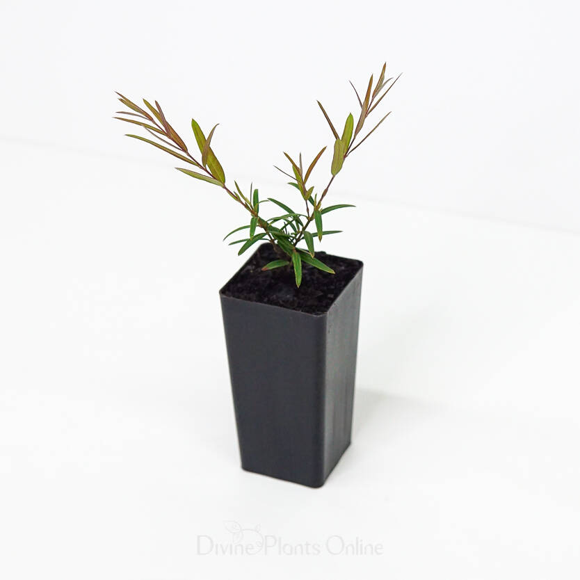 Austromyrtus Copper Tops Divine Plants Online Shop