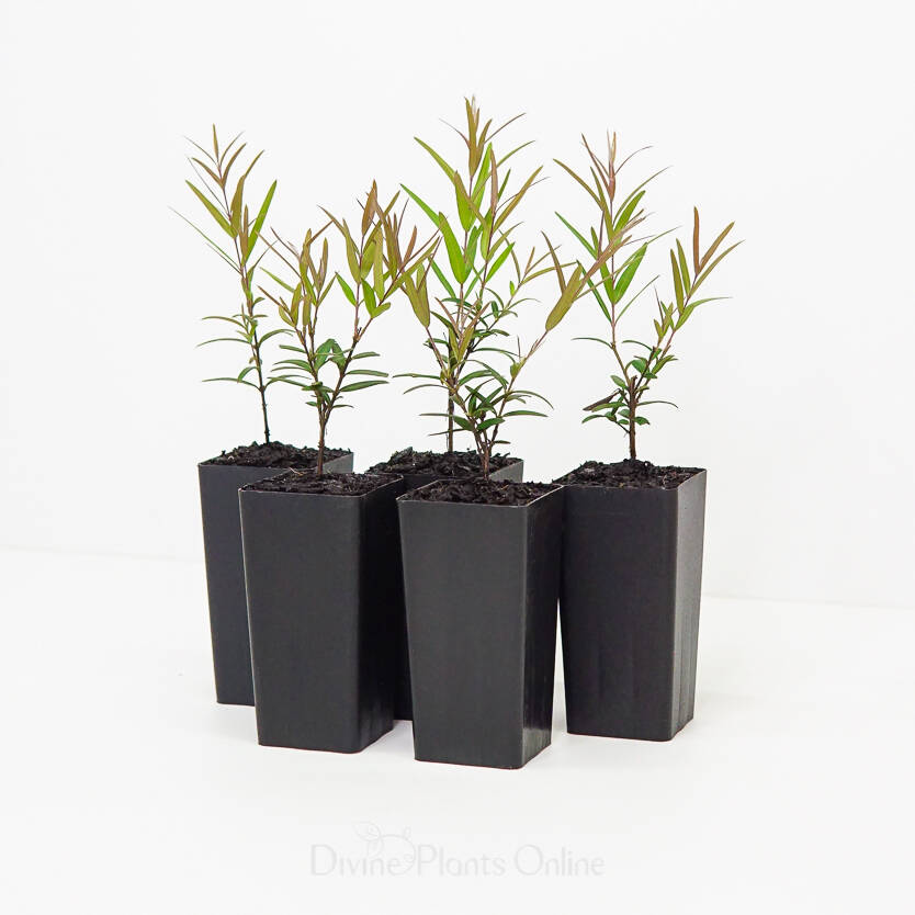 Austromyrtus Copper Tops Divine Plants Online Shop