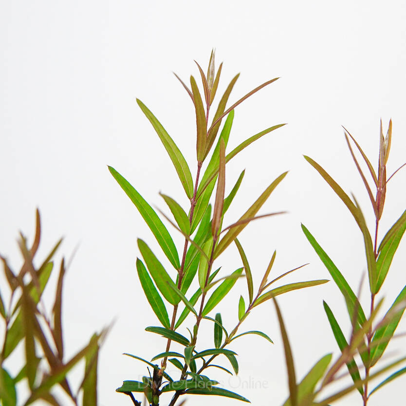 Austromyrtus Copper Tops – Divine Plants Online Shop