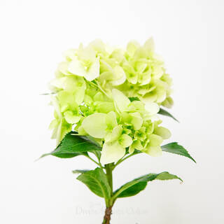 Hydrangea ssp. White