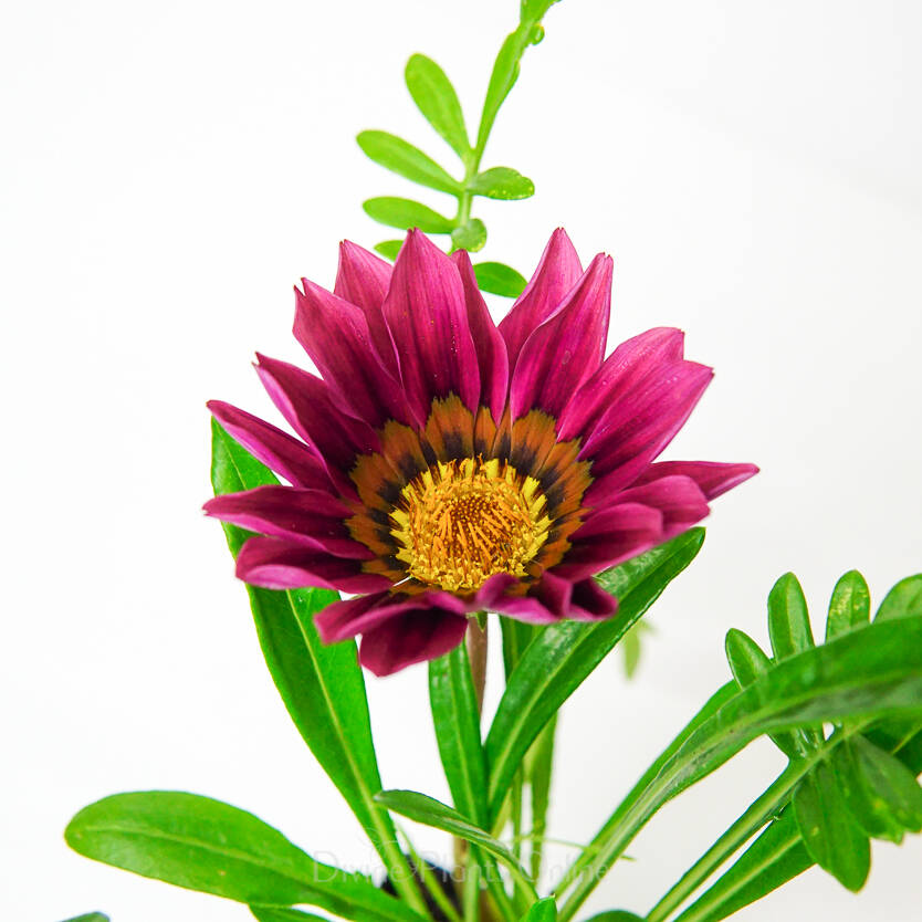 Gazania rigens New Day Strawberry Shortcake Mix