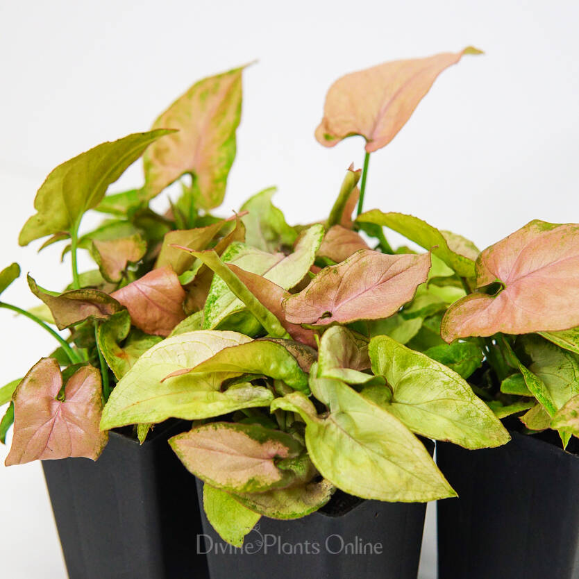Syngonium Red Queen Divine Plants Online Shop