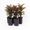 Cordyline Compacta Purple Beauty