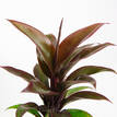 Cordyline Compacta Purple Beauty