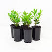 Buxus sempervirens